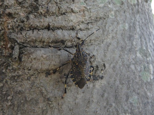 Yellow-spotted stink bug