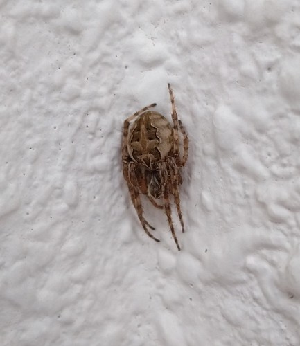 キタノオニグモ (Larinioides sclopetarius) - Picture Insect