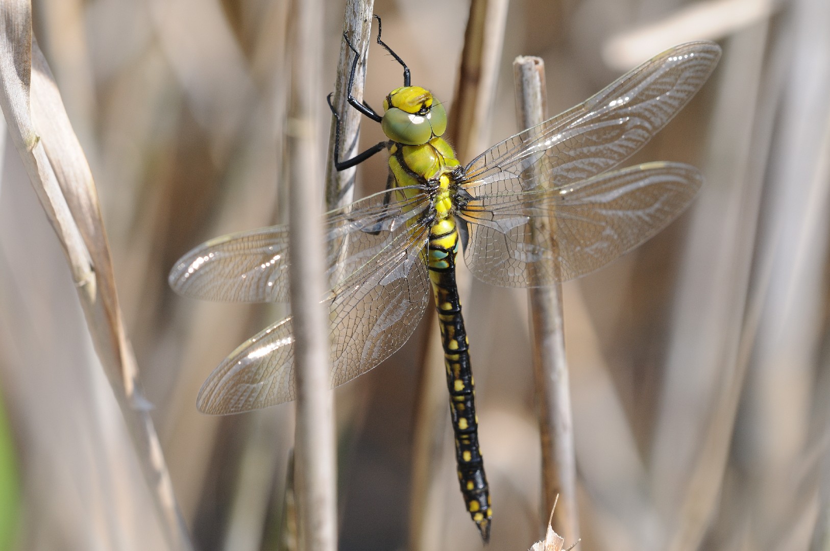 Blue Spotted Emperor