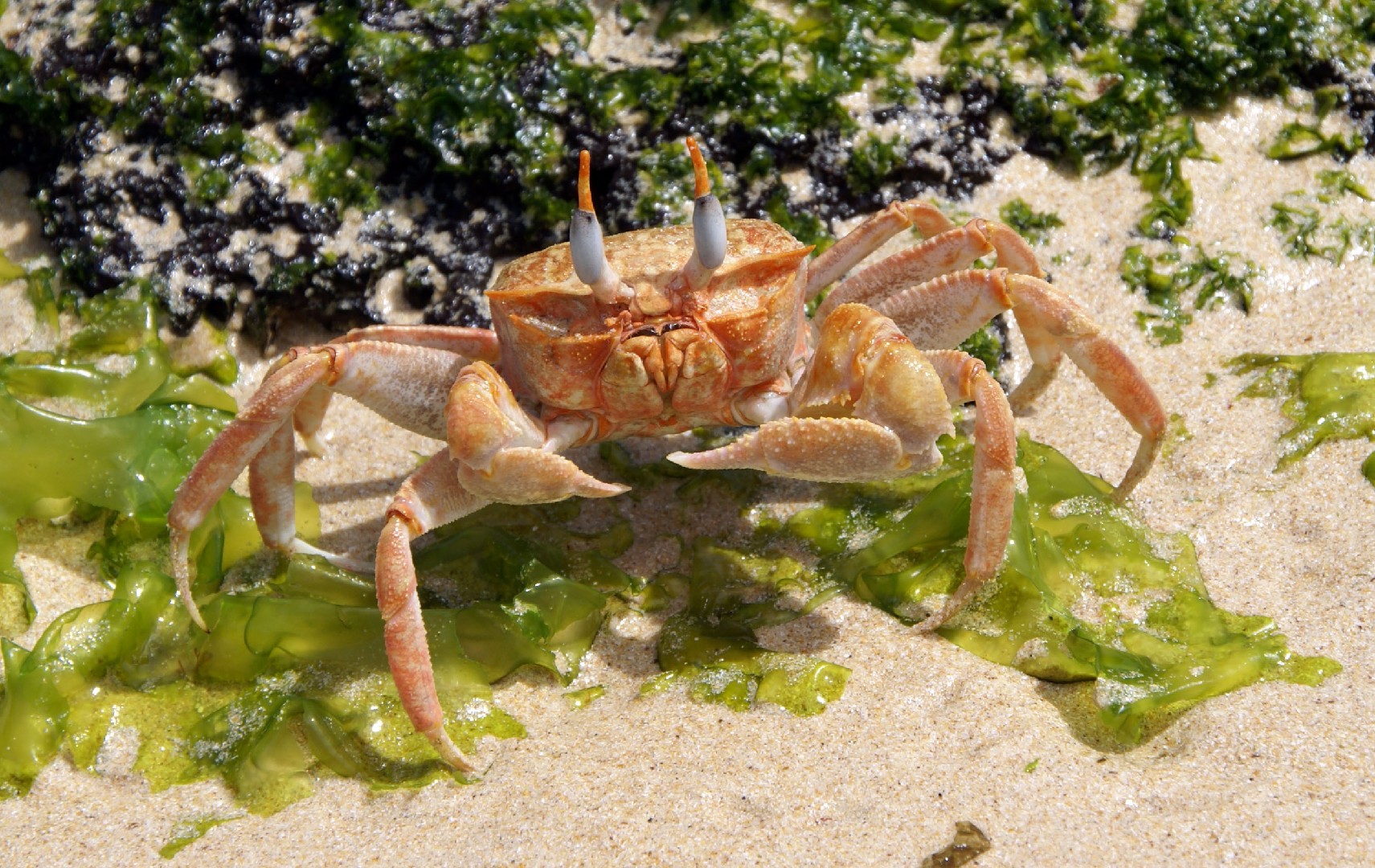 Painted ghost crab