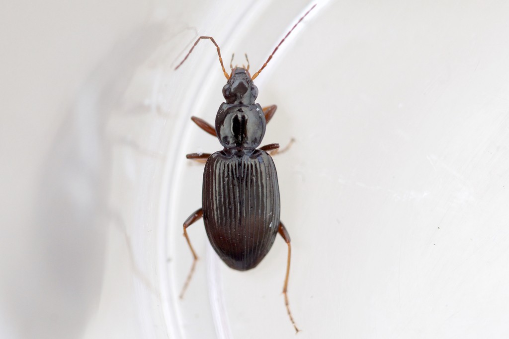 Agonum (Agonum)