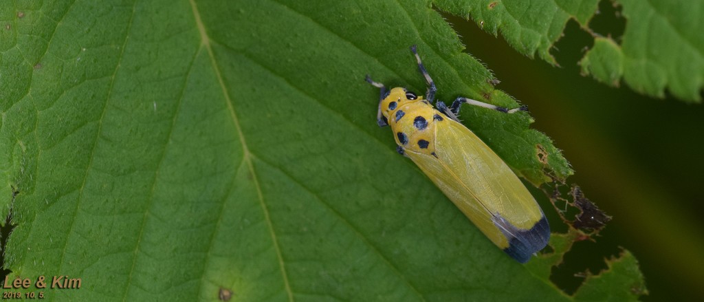 Black-tipped leafhopper