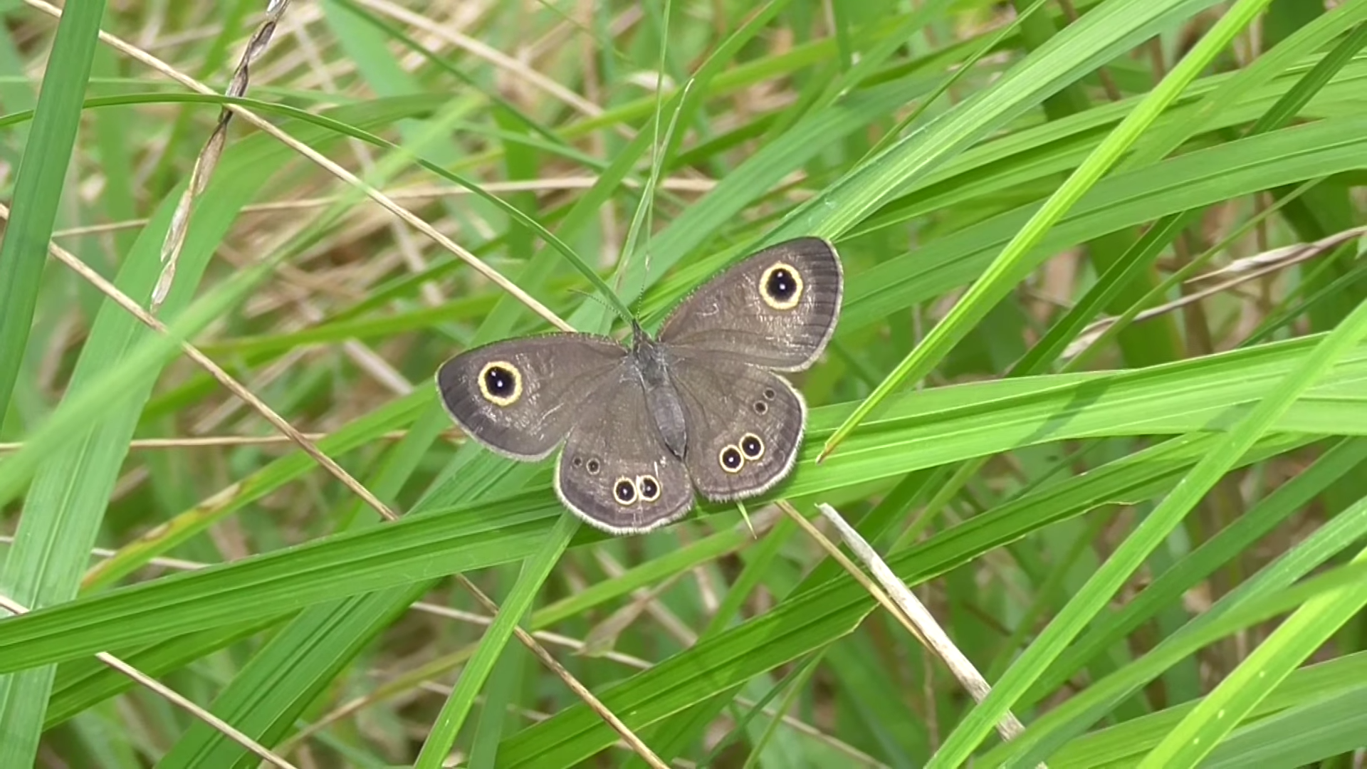 Image of Common Five-Ring Butterfly (Ypthima Baldus)-IY198332-Picxy