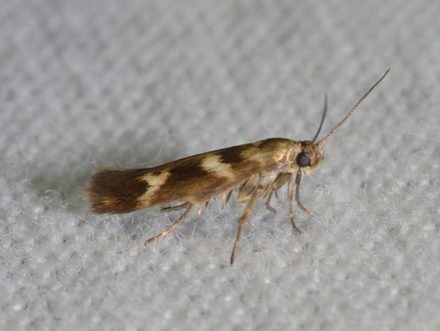 Scythris (Scythris)