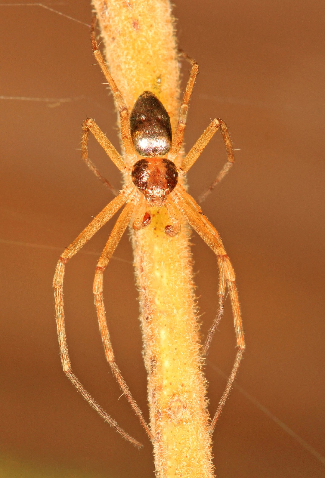 Тибеллюс узкий (Tibellus oblongus) - Picture Insect