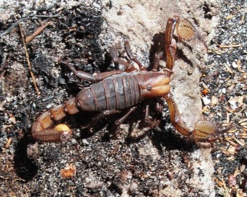 Burrowing scorpions (Opistophthalmus)