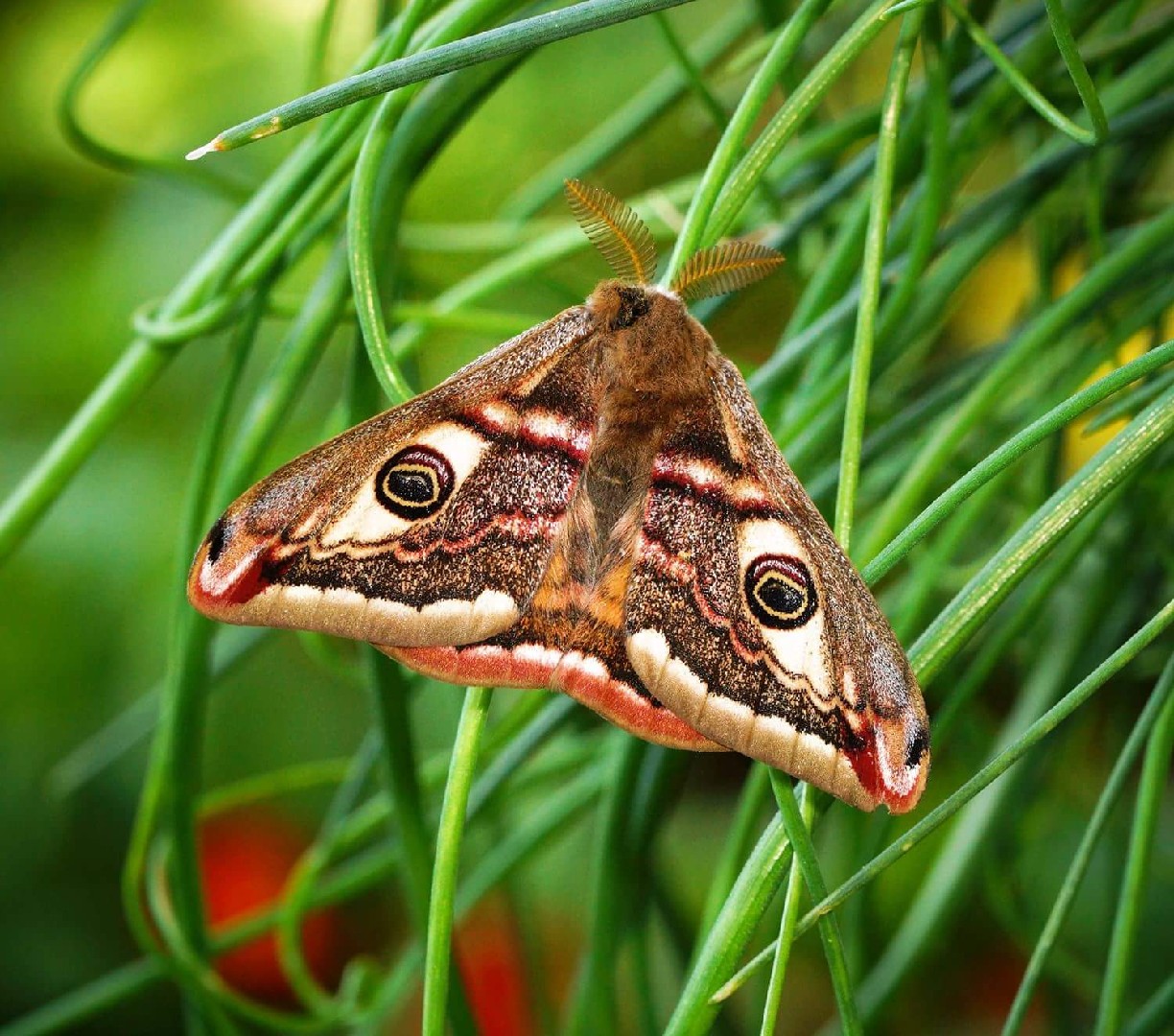 Emperor moths (Saturnia)