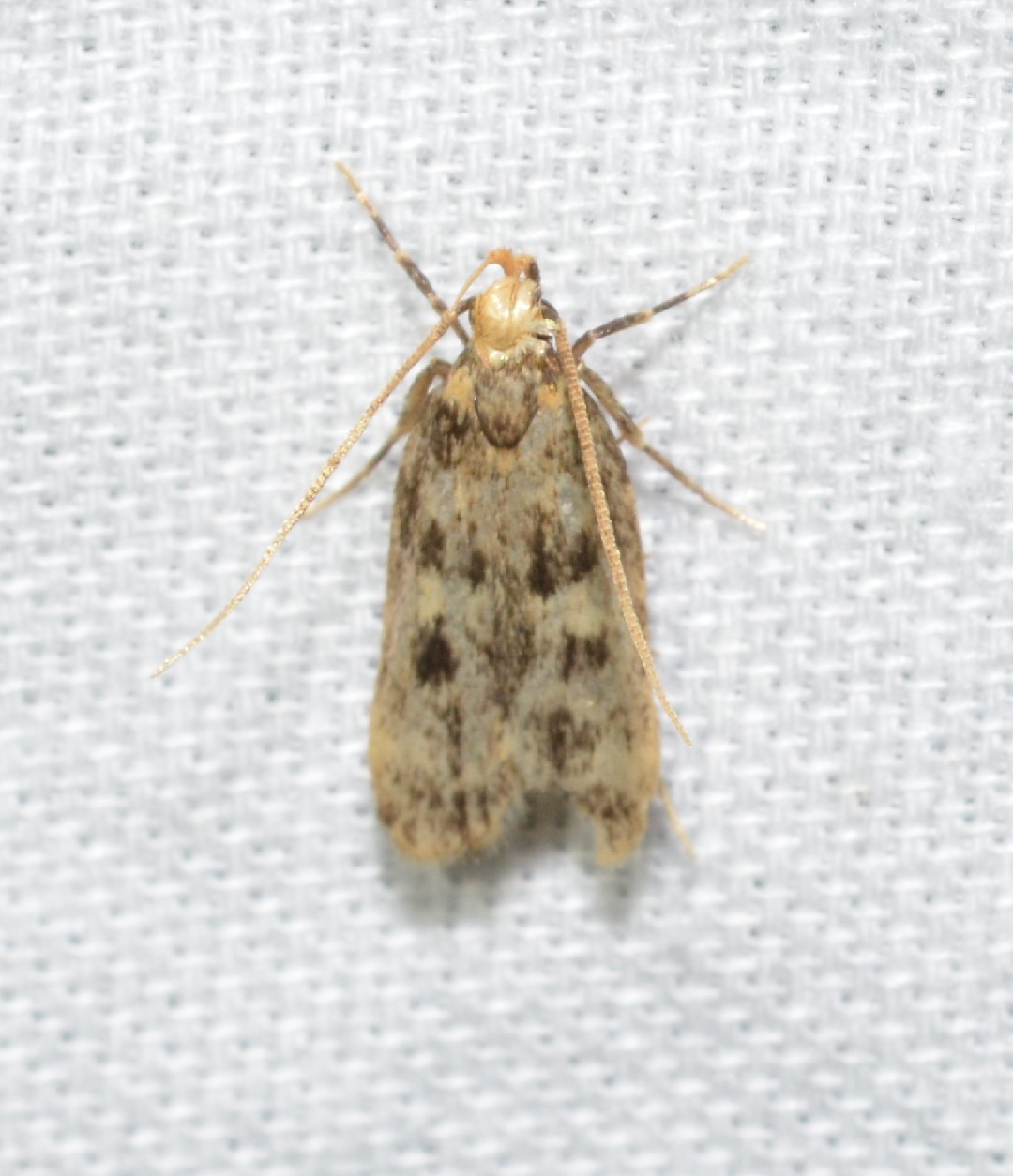 Martyringa (Martyringa)