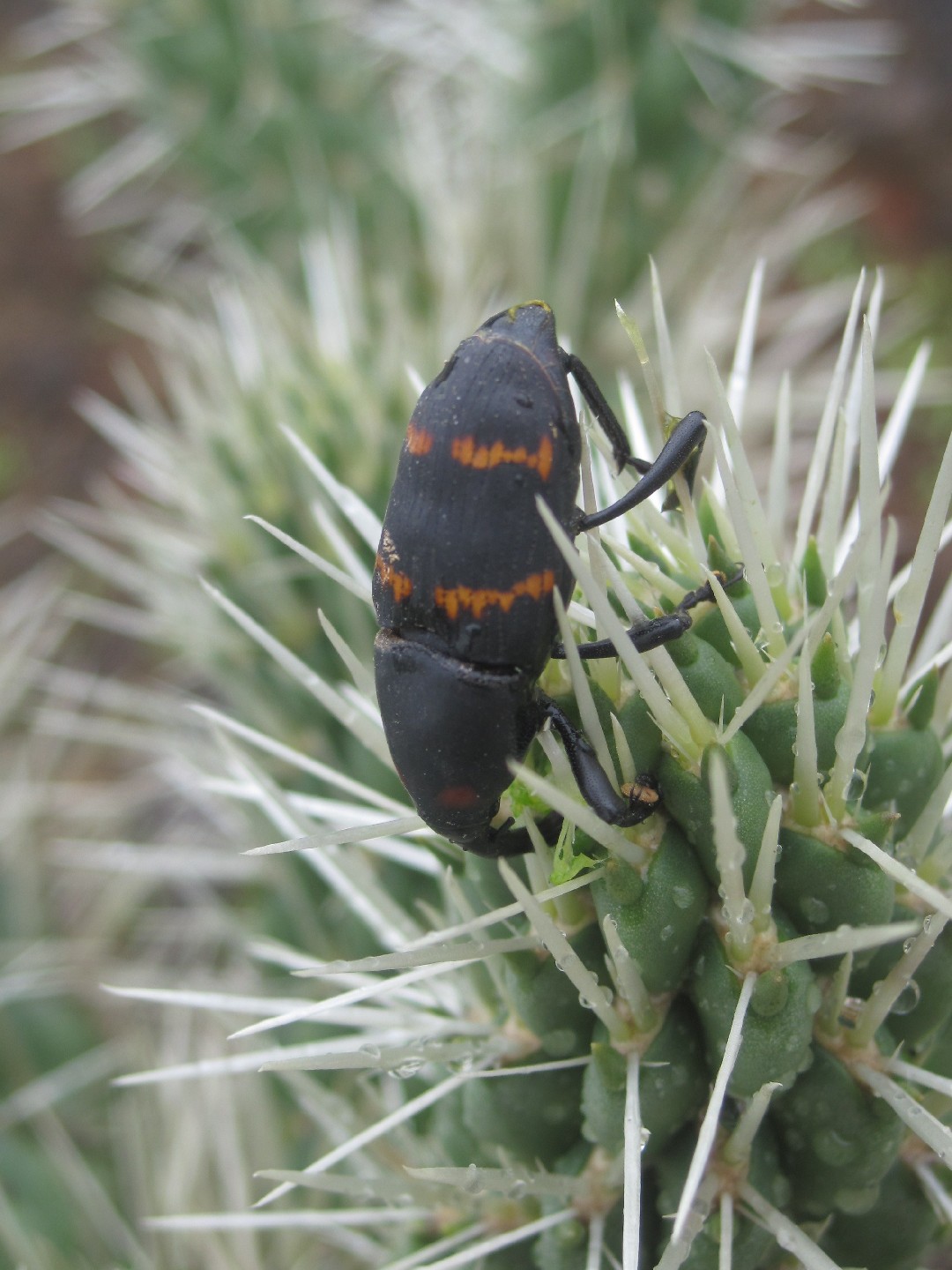 Cactophagus (Cactophagus)