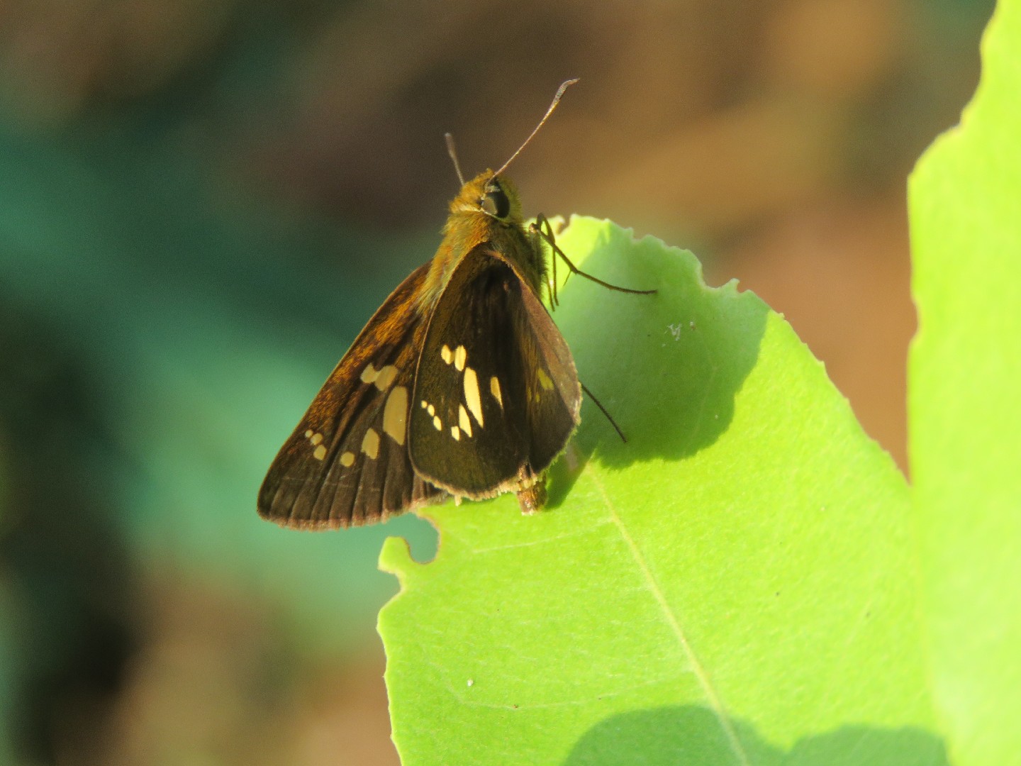 Polytremis (Polytremis)