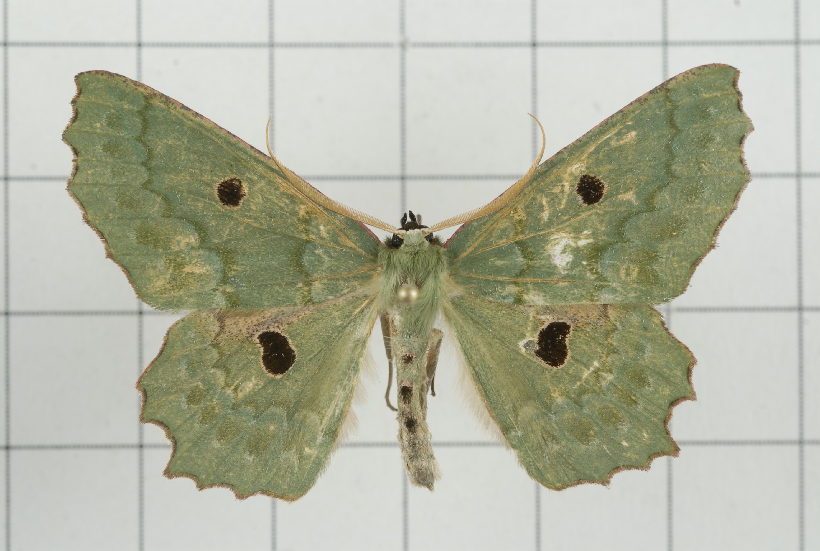 Chlorodontopera (Chlorodontopera)