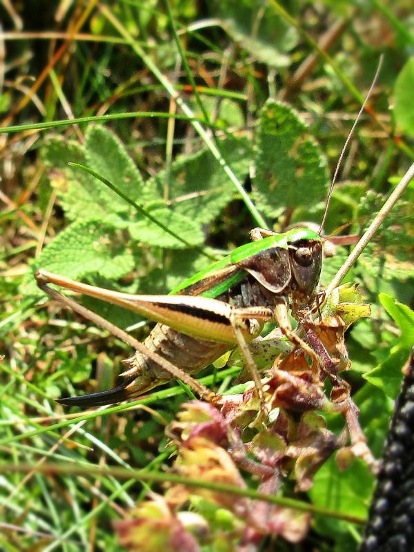 Bog bush-cricket