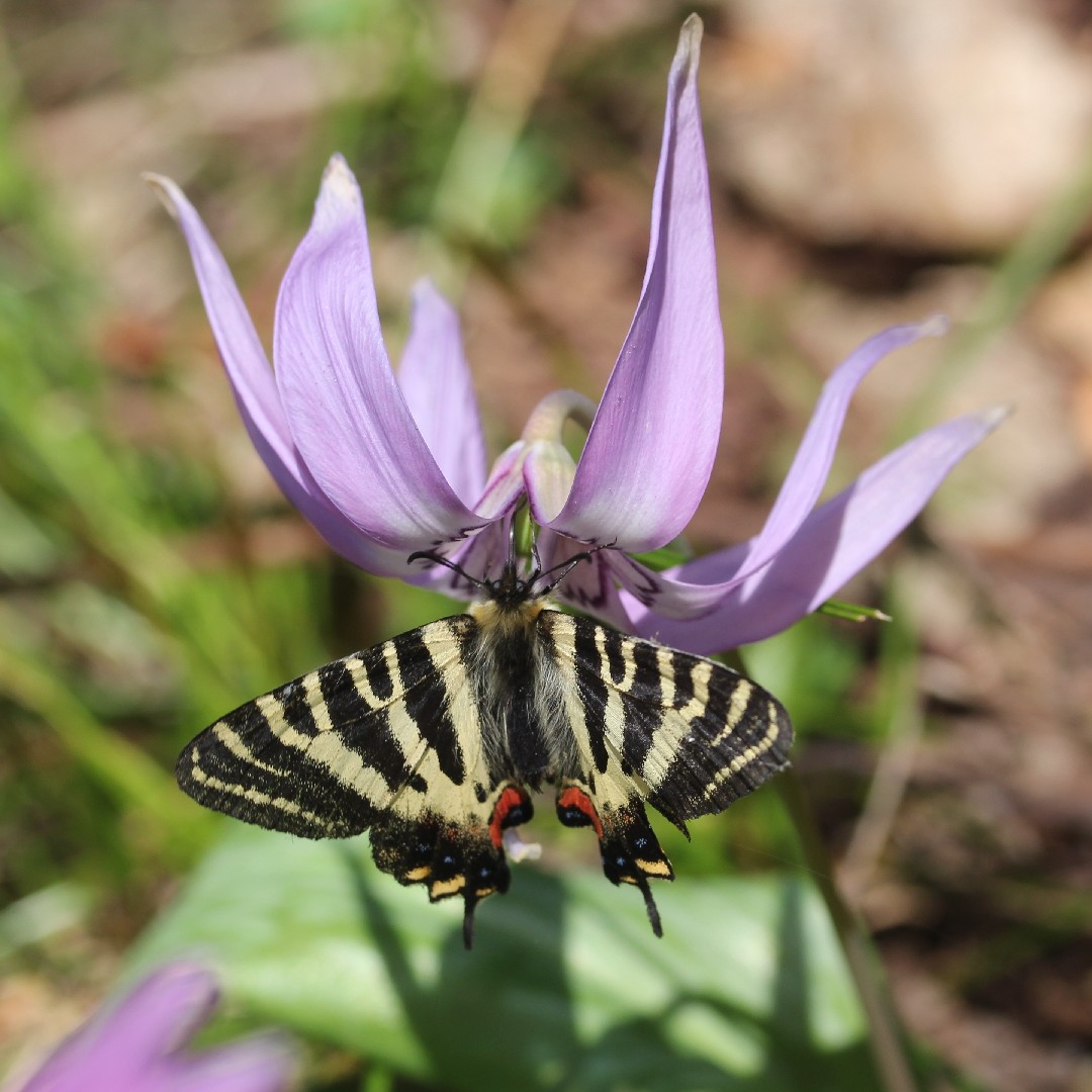 ギフチョウ (Luehdorfia japonica) - Picture Insect