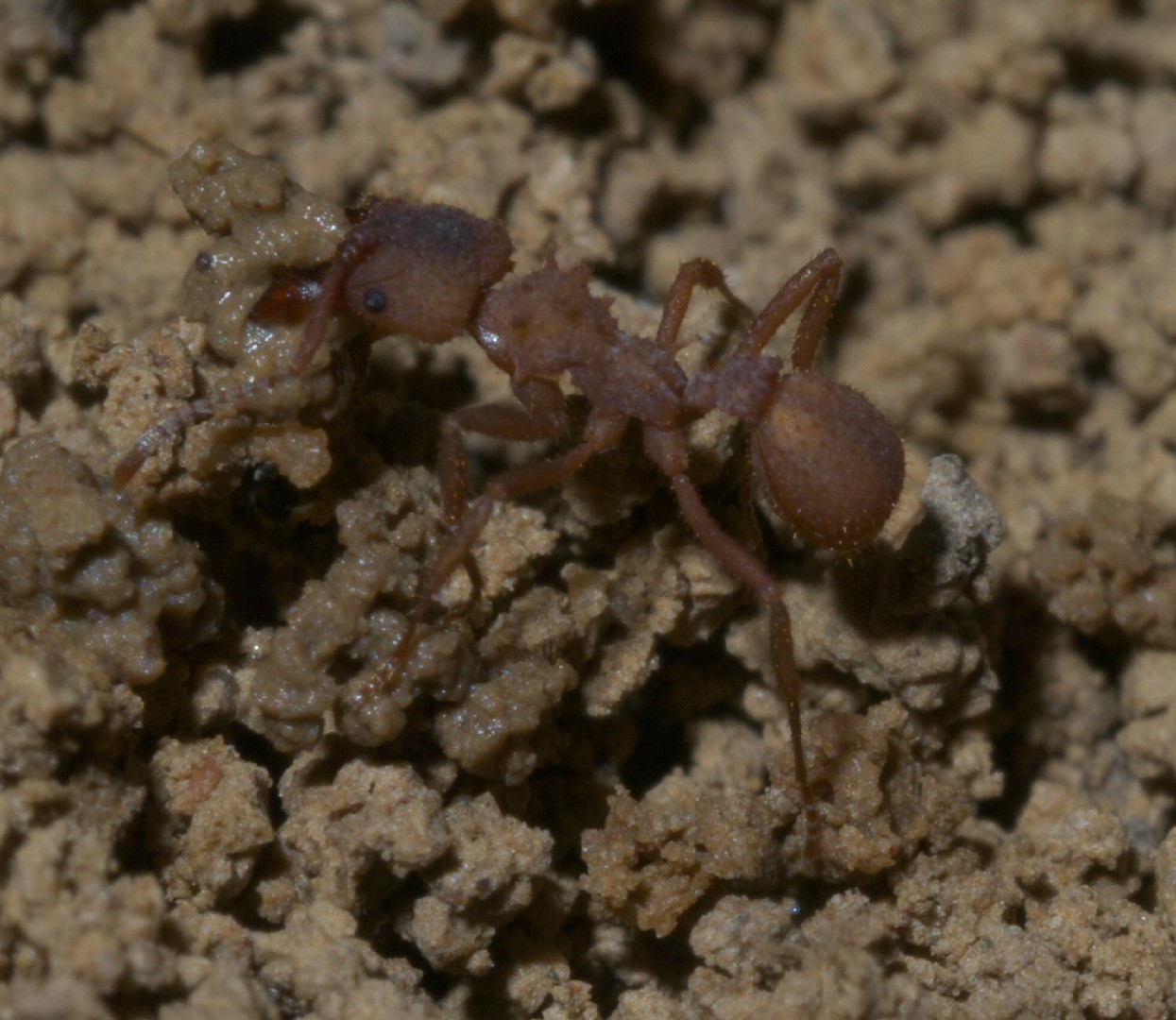 Trachymyrmex (Trachymyrmex)