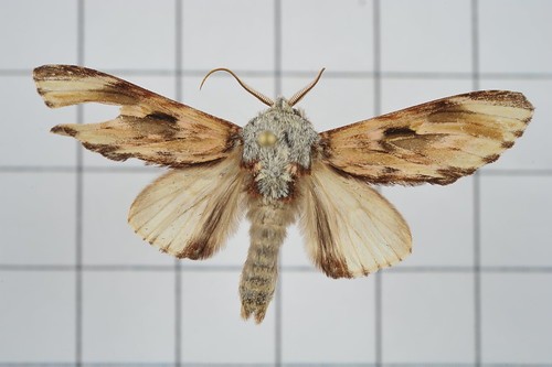 Neopheosia (Neopheosia)