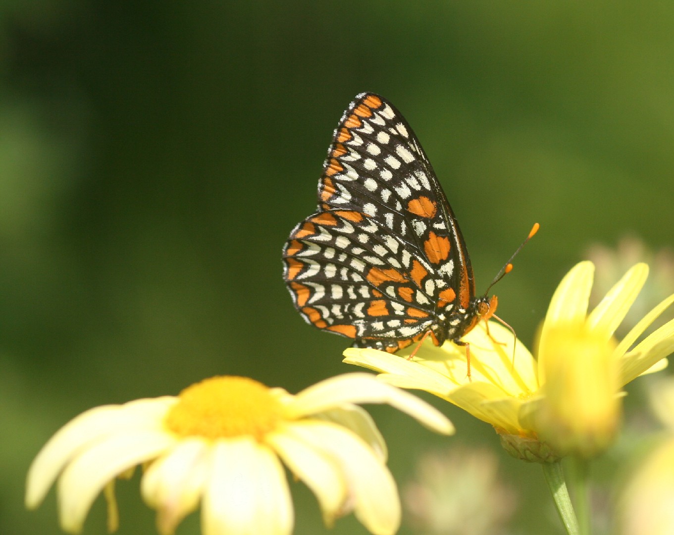 Checkerspots (Euphydryas)