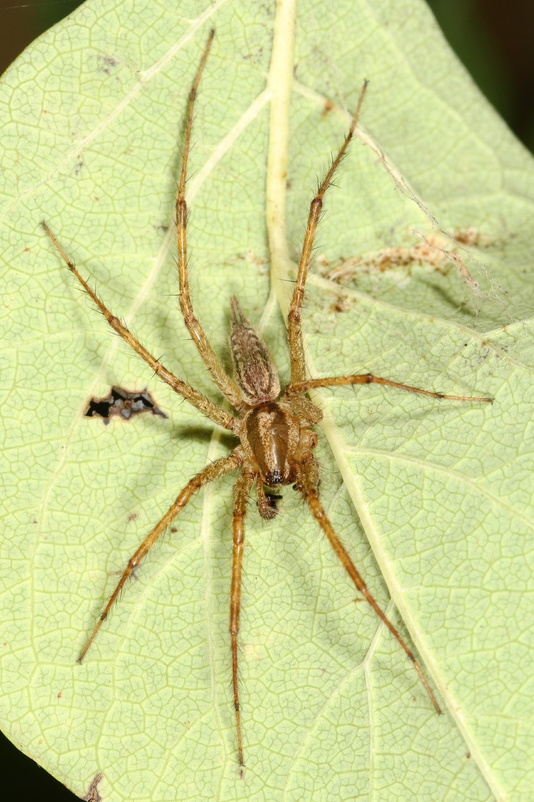 Agelenopsis potteri (Agelenopsis potteri) - Picture Insect