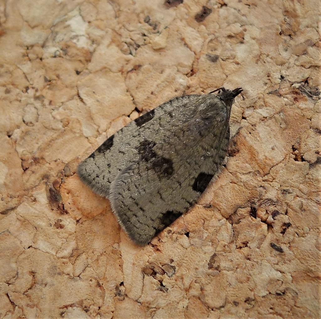 Lozotaenia (Lozotaenia) Picture Insect