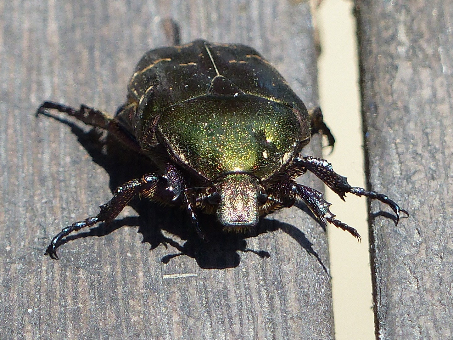 Бронзовка золотистая (Cetonia aurata) - Picture Insect