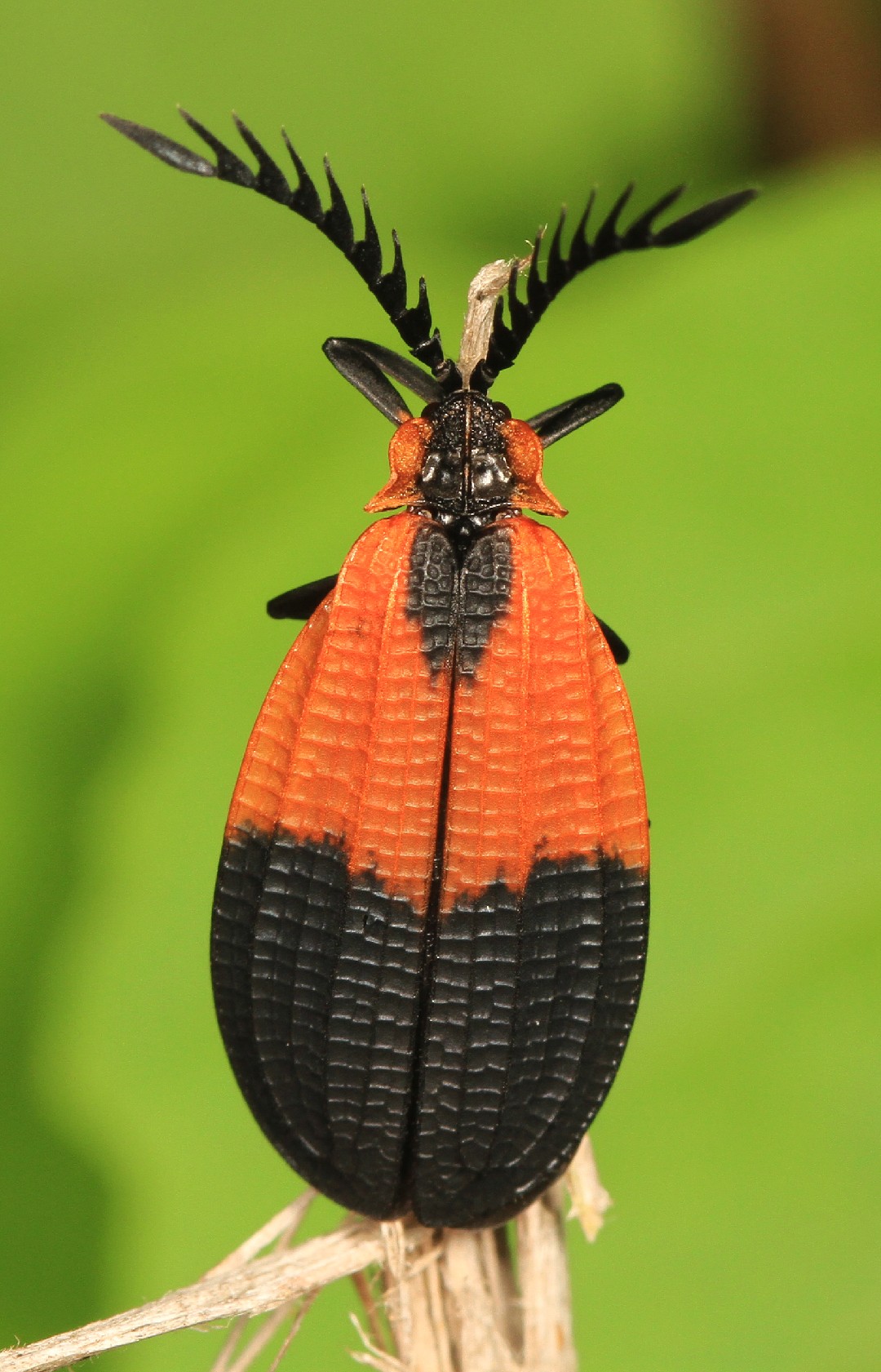 Net-winged beetle, Predatory, Nocturnal, Coleoptera