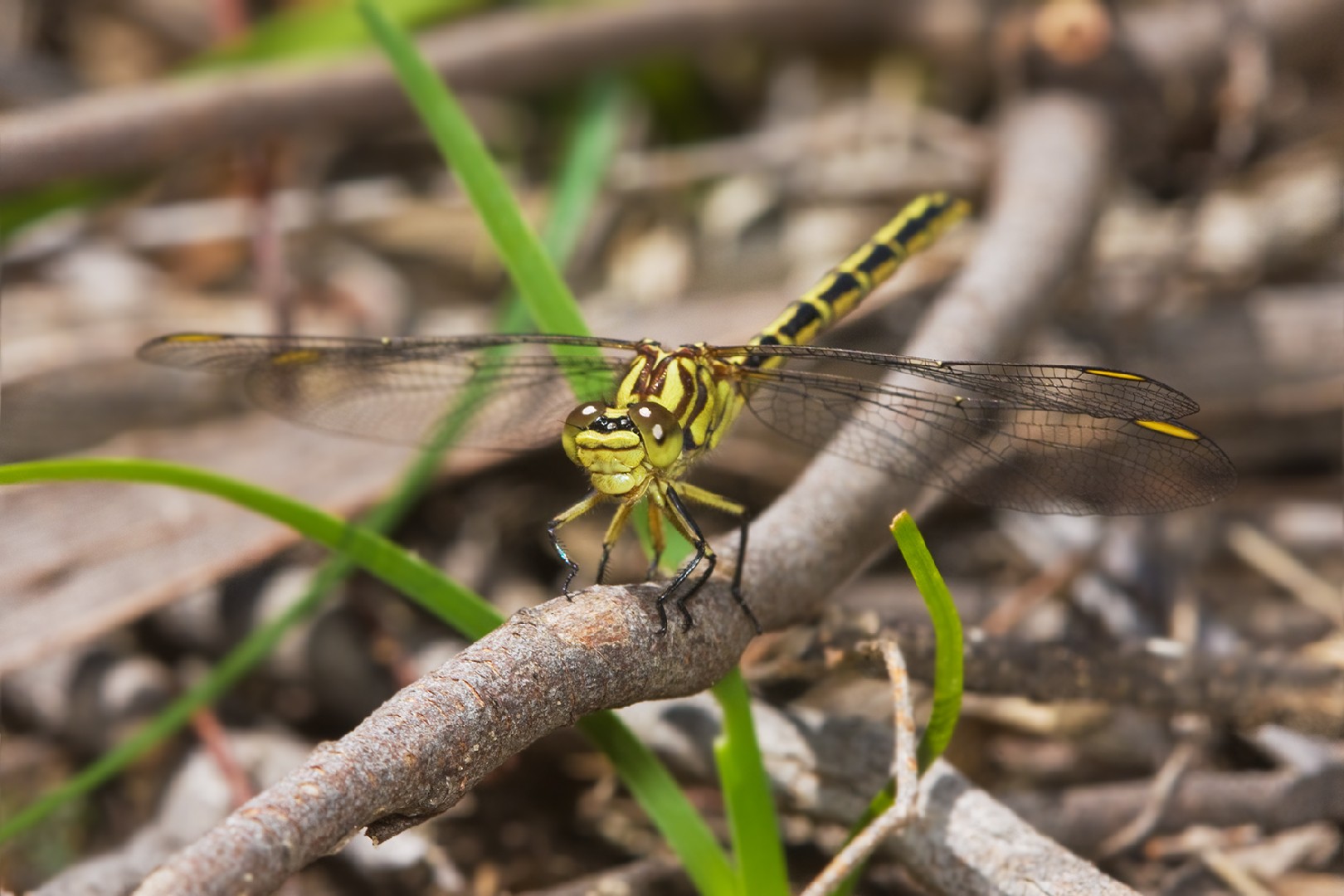 Austrogomphus (Austrogomphus)