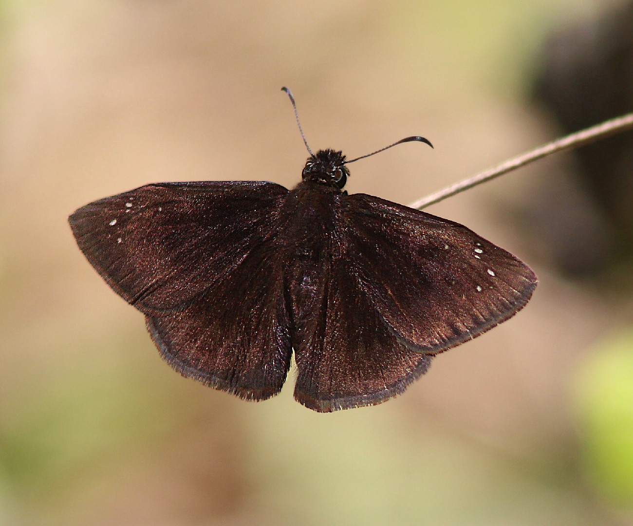 Florida duskywing