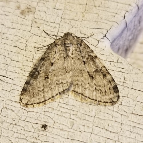 Epirrita (Epirrita)