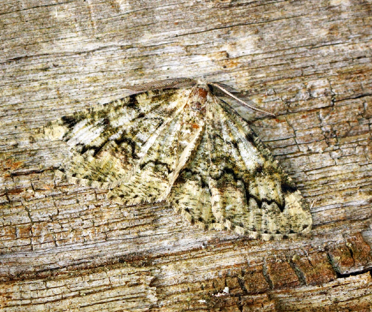 Cleorodes (Cleorodes)