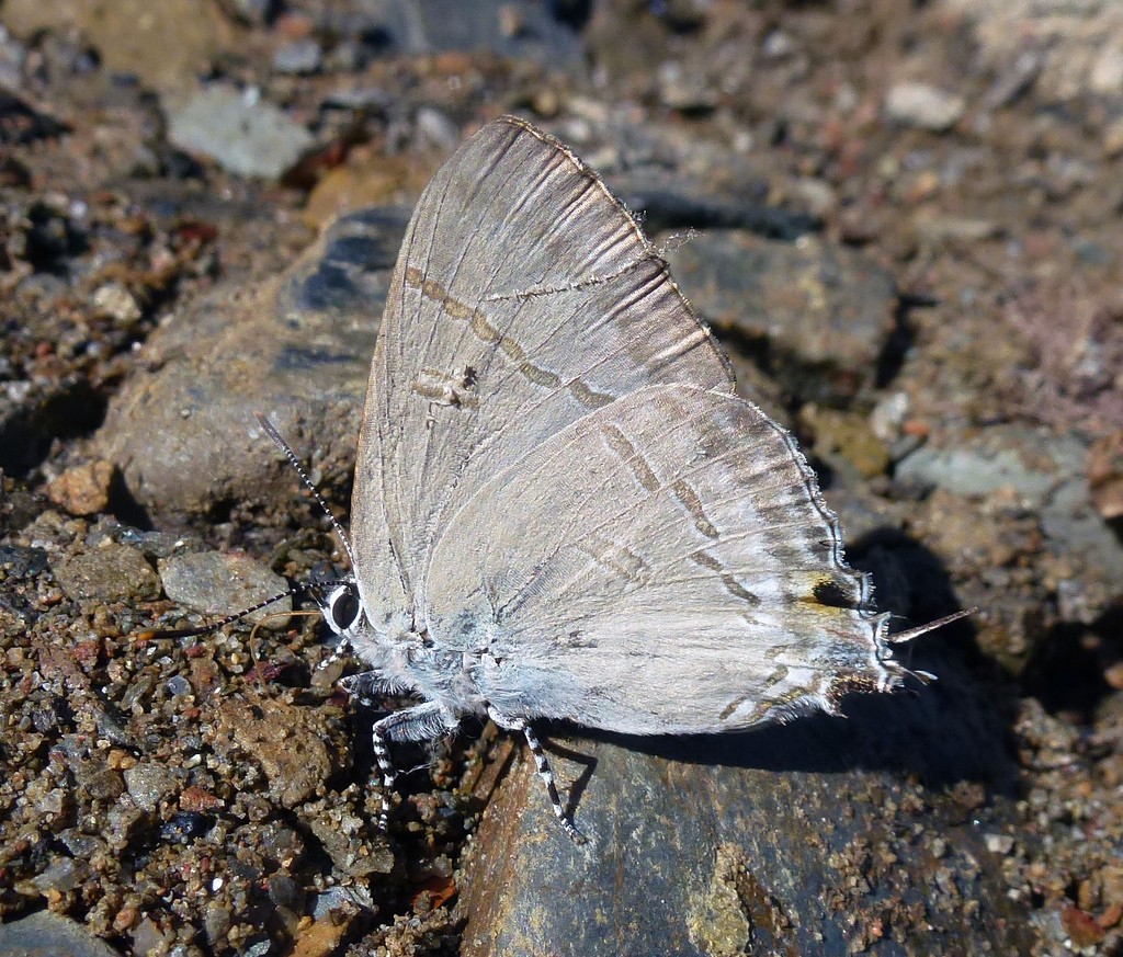 Hypolycaena (Hypolycaena)