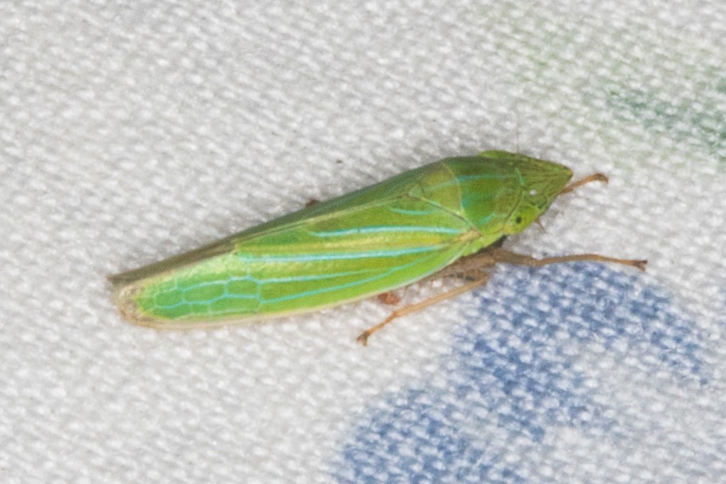 Draeculacephala (Draeculacephala)