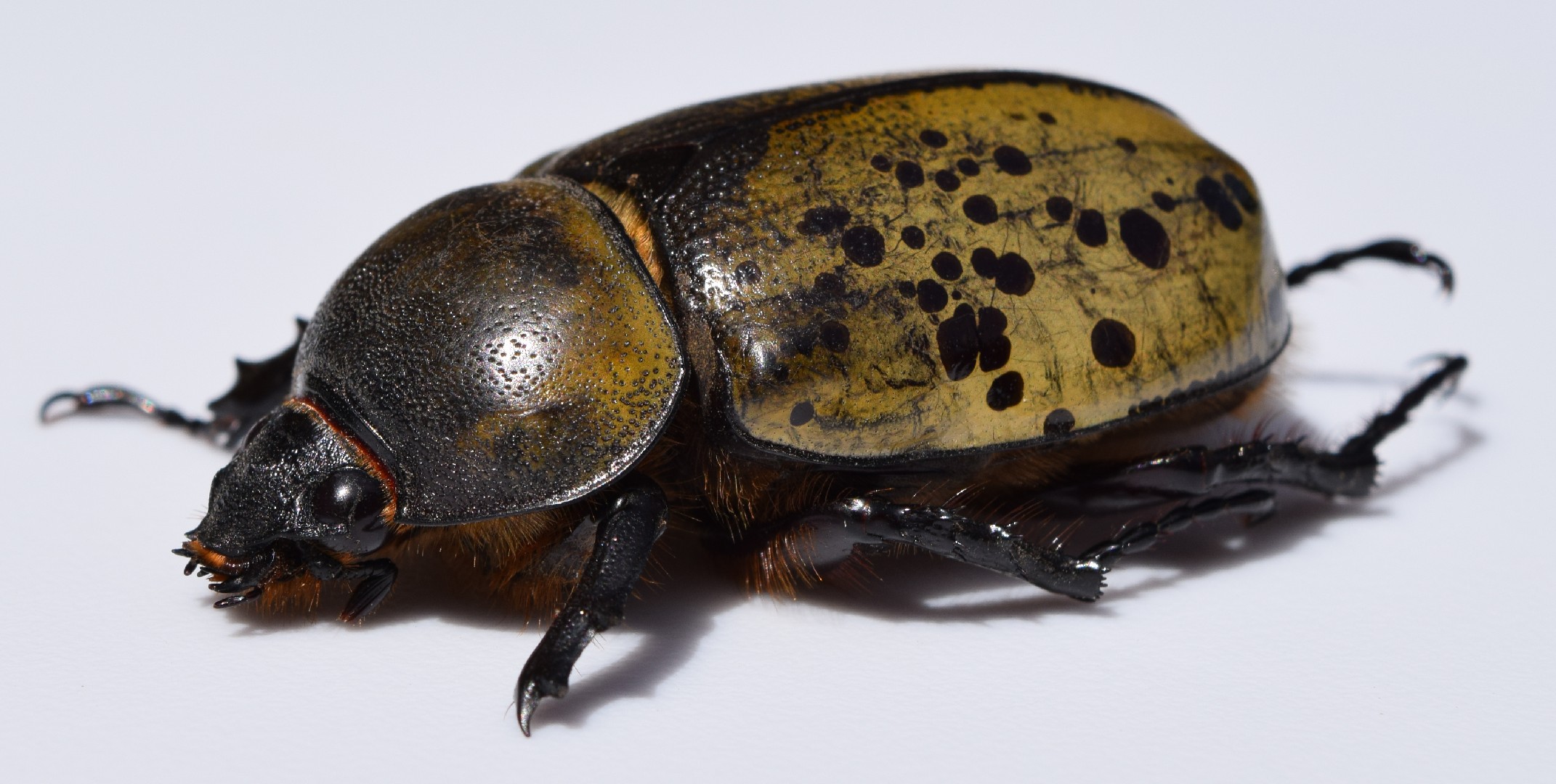 Eastern hercules beetle (Dynastes tityus) - Picture Insect