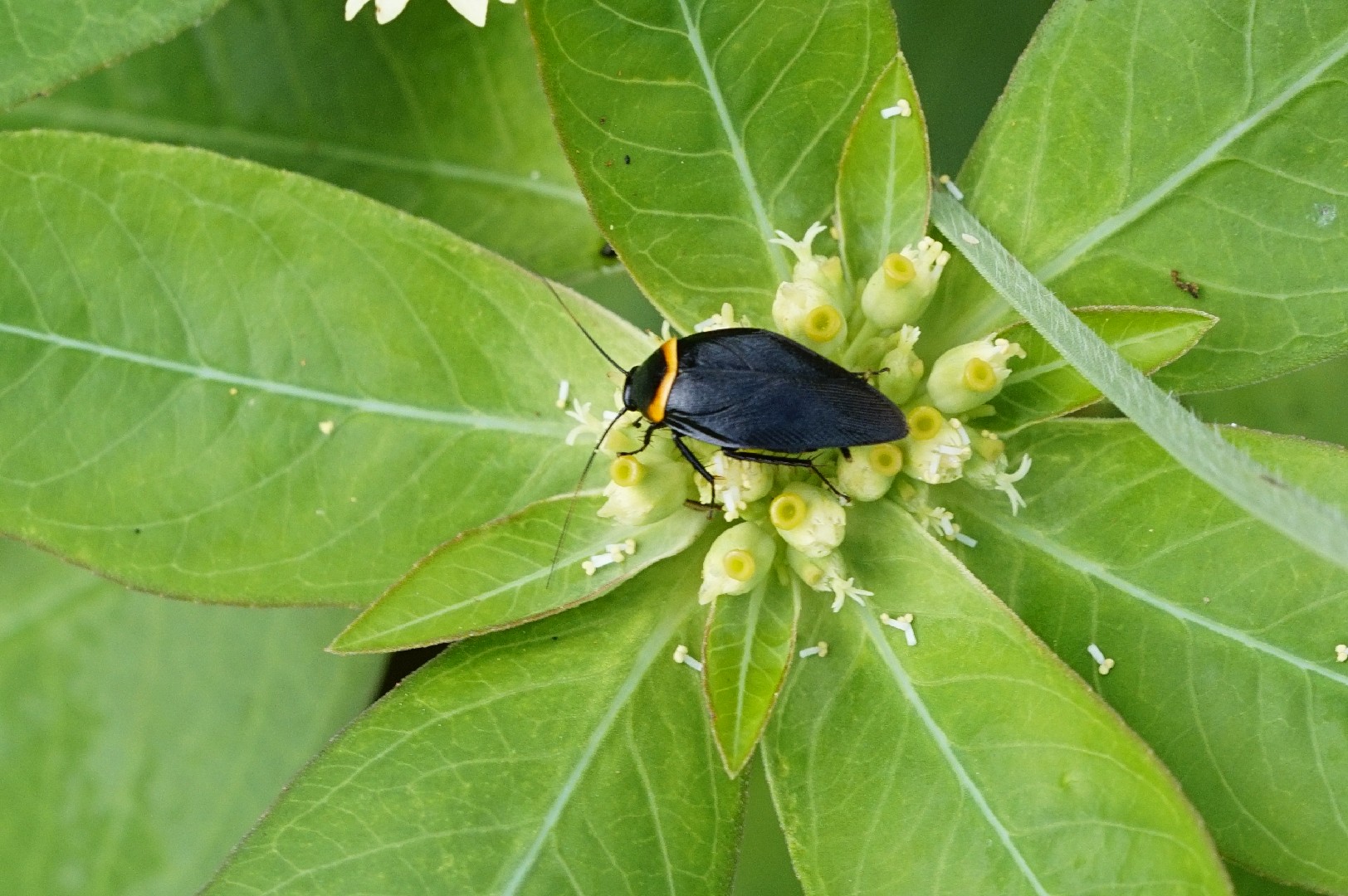 Hemithyrsocera palliata (Hemithyrsocera palliata) - Picture Insect