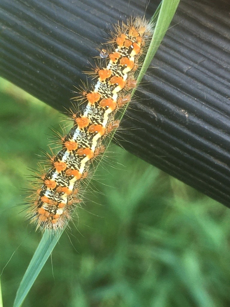 Cattail Caterpillar