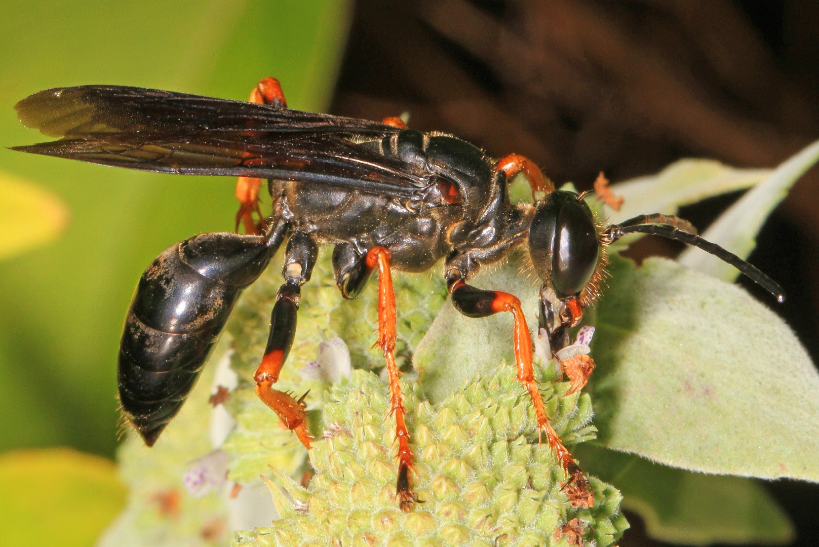 Digger wasps (Sphex)