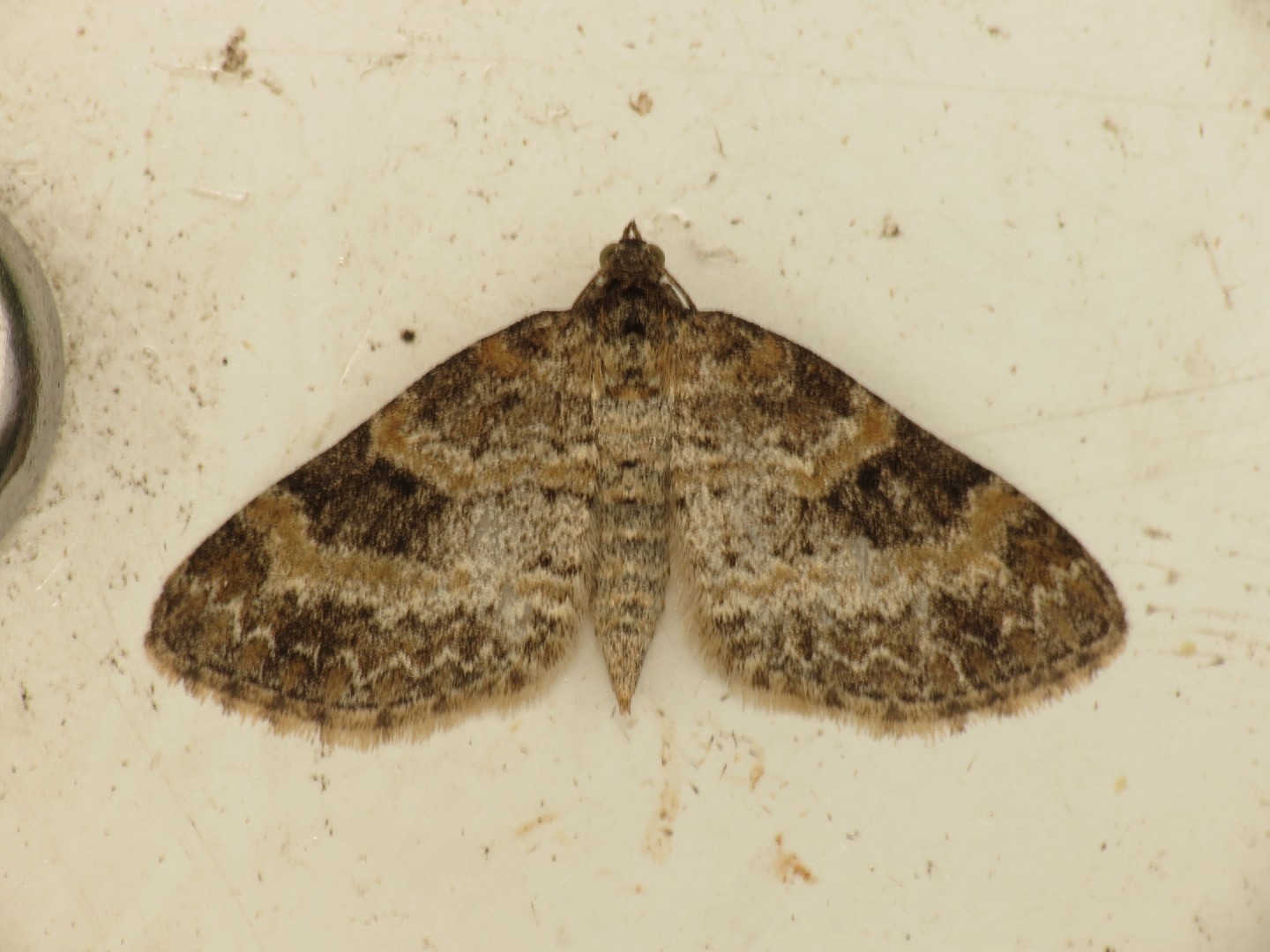 Pterapherapteryx (Pterapherapteryx)