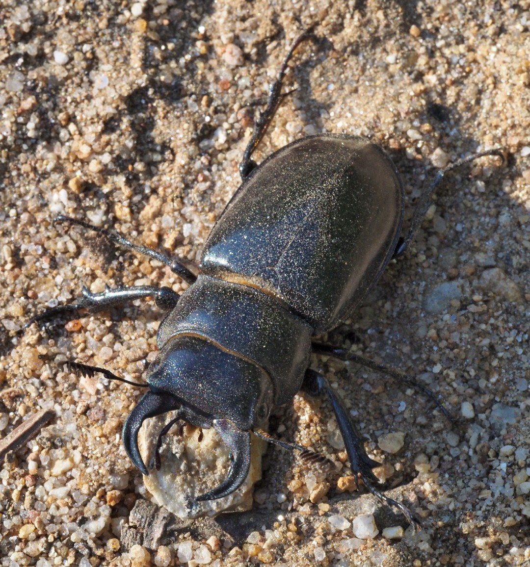 Оленёк обыкновенный (Dorcus parallelipipedus) - Picture Insect