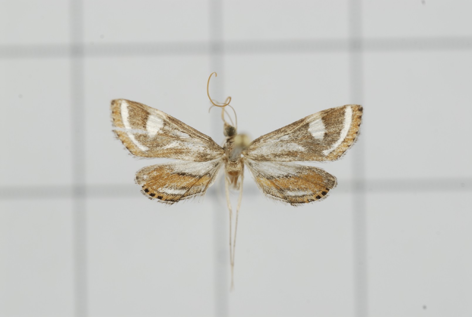 Strepsinoma (Strepsinoma)