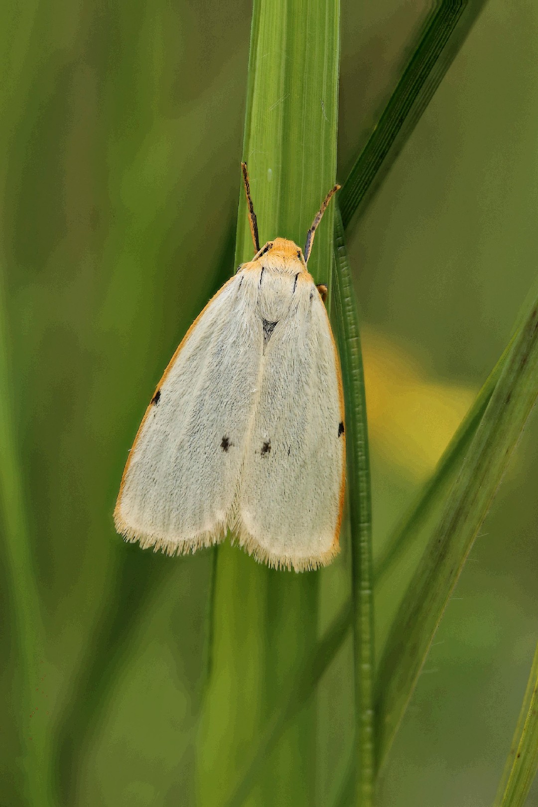 Cybosia (Cybosia)