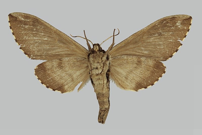 Kentrochrysalis (Kentrochrysalis)