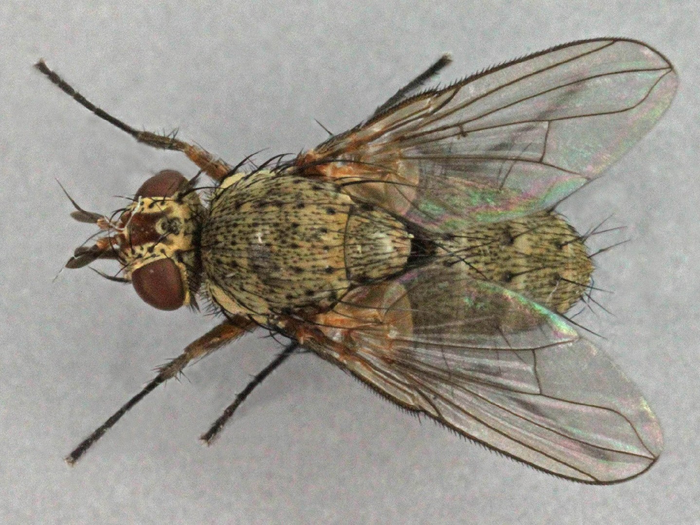 Siphona geniculata (Siphona geniculata) Picture Insect