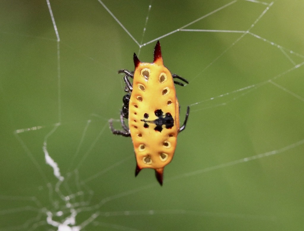 Spiny orb-weavers (Gasteracantha)