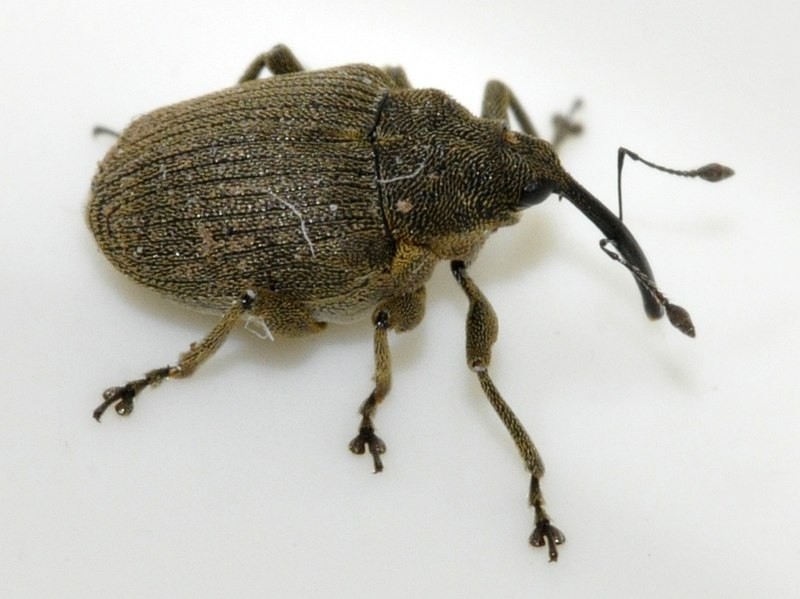 Necydalis (Necydalis)