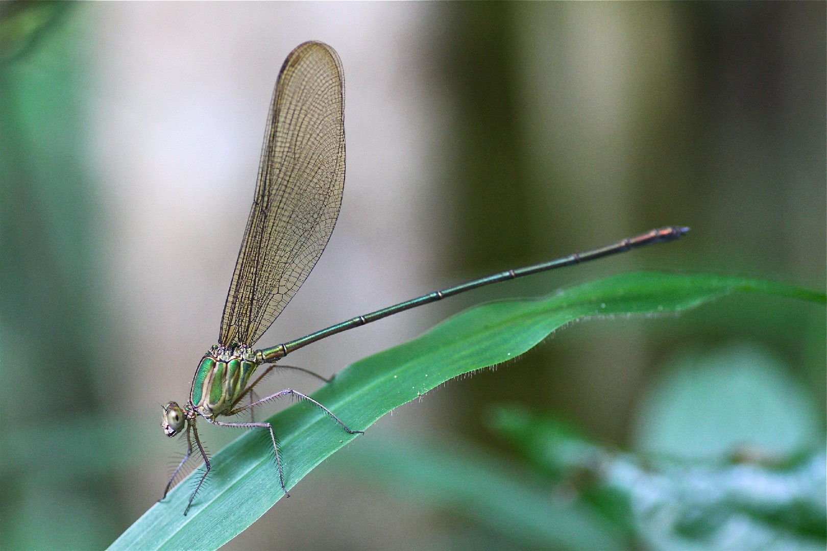 Phaon (Phaon)