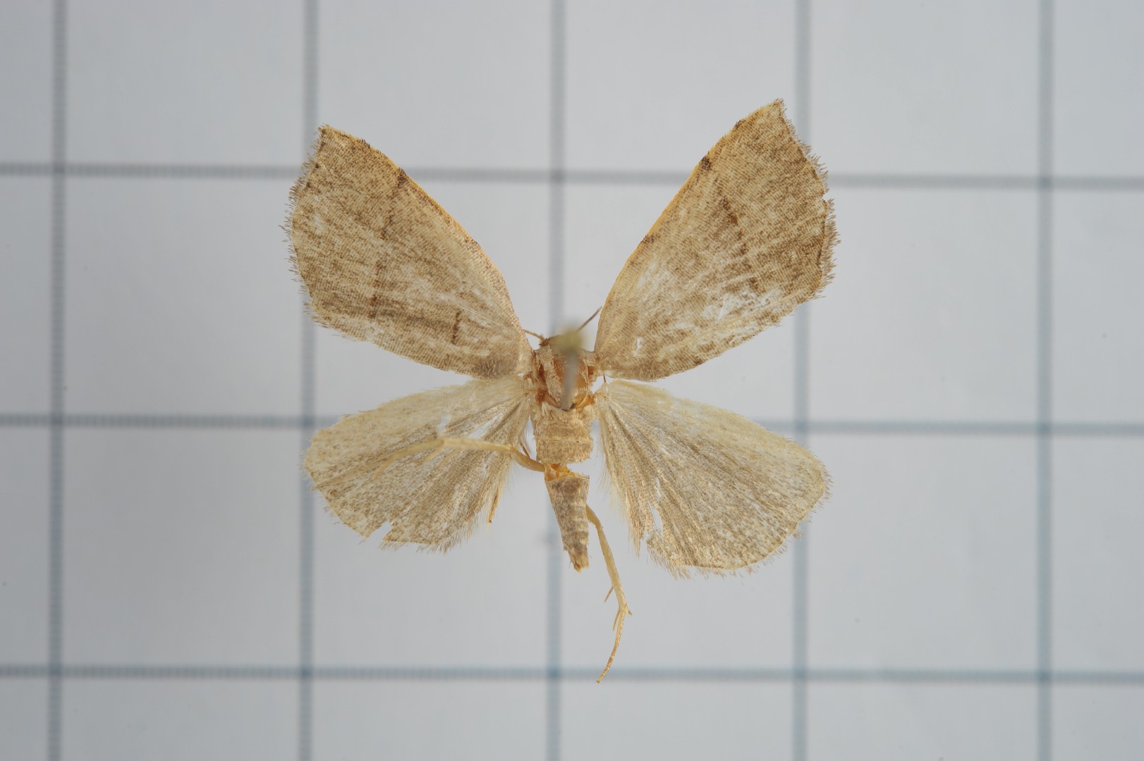 Plecoptera (Plecoptera) Picture Insect