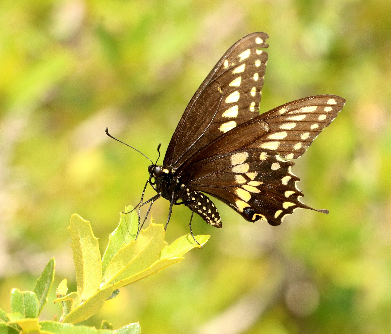 メスクロキアゲハ (Papilio polyxenes) - Picture Insect
