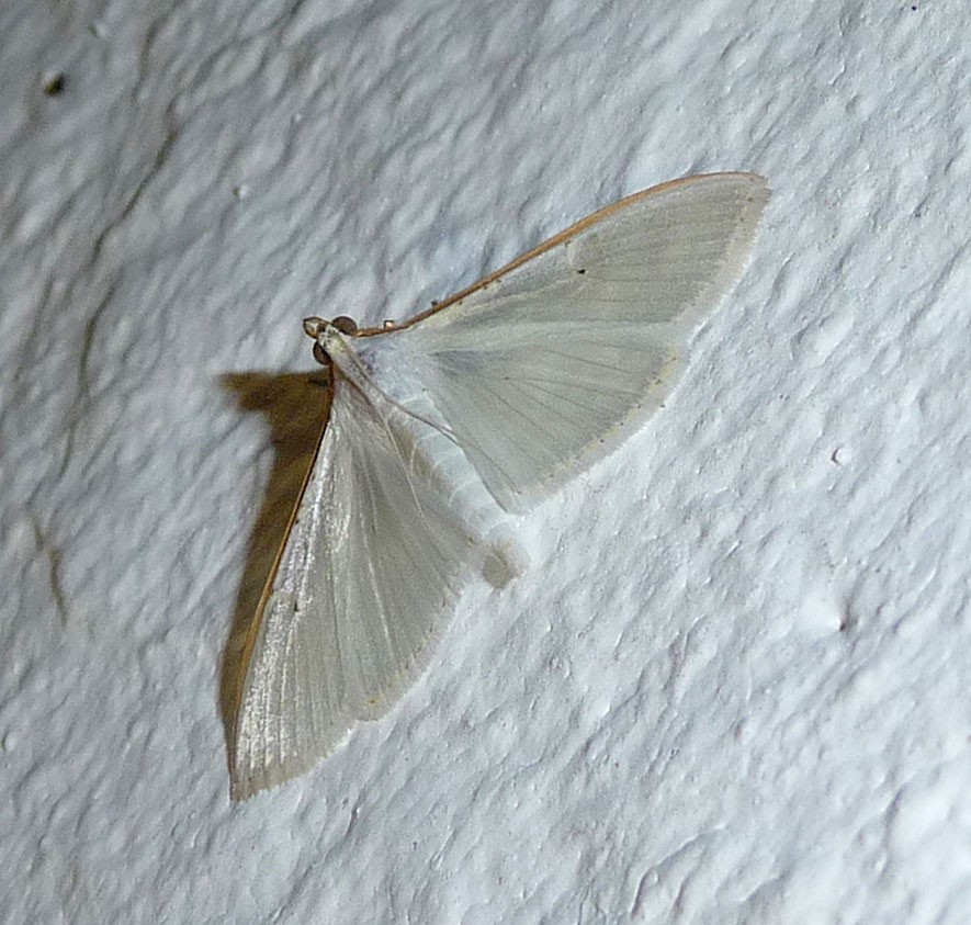 Jasmine moth
