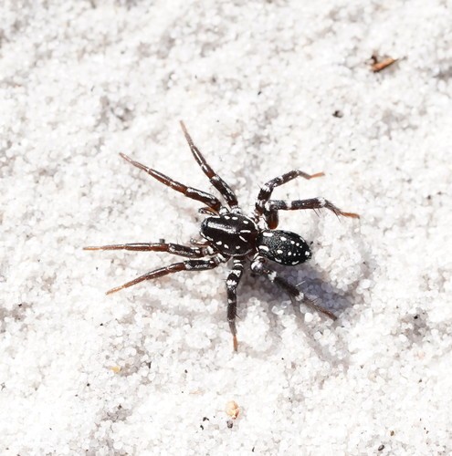 Swift spiders (Nyssus)