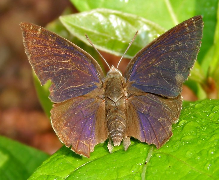 Amblypodia (Amblypodia)