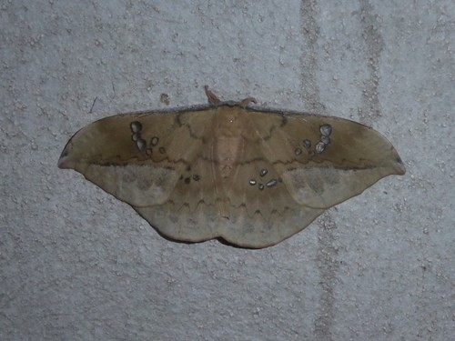 Copaxa (Copaxa)