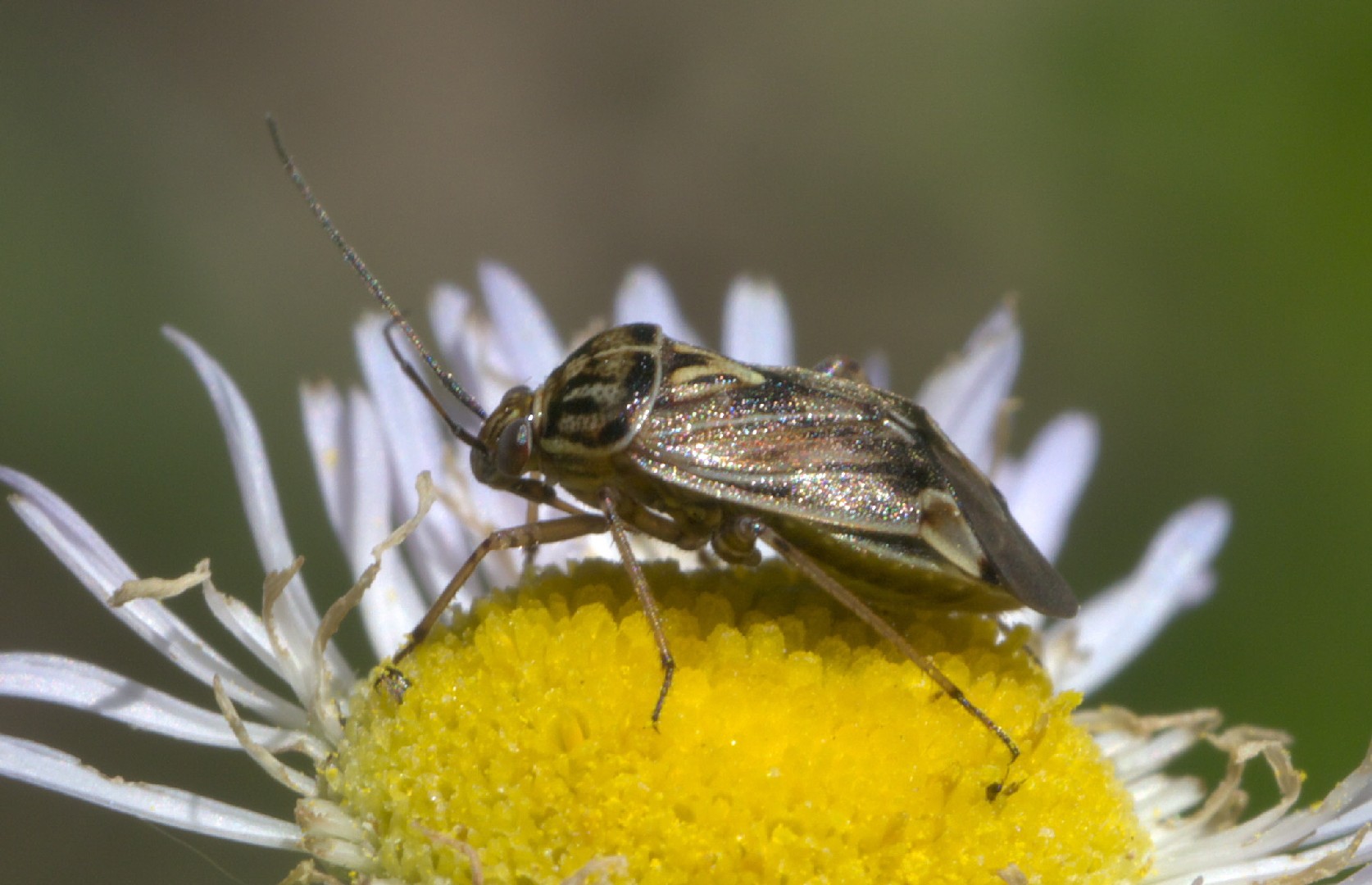 Tarnished Plant Bug Lygus Lineolaris